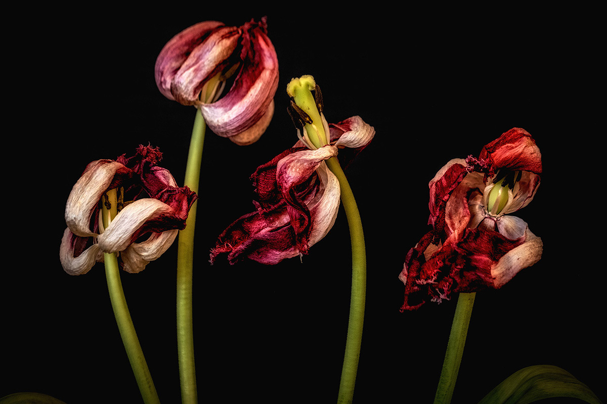Blossom/flourish, wither/perish